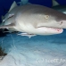 shark_lemon_ft_lbb_h_4416_bah5098.jpg